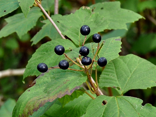{Viburnum acerifolium}